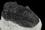 Two Detailed Gerastos Trilobite Fossils - Morocco #119013-10